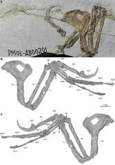 早期鸟类飞行演化研究获关键证据...